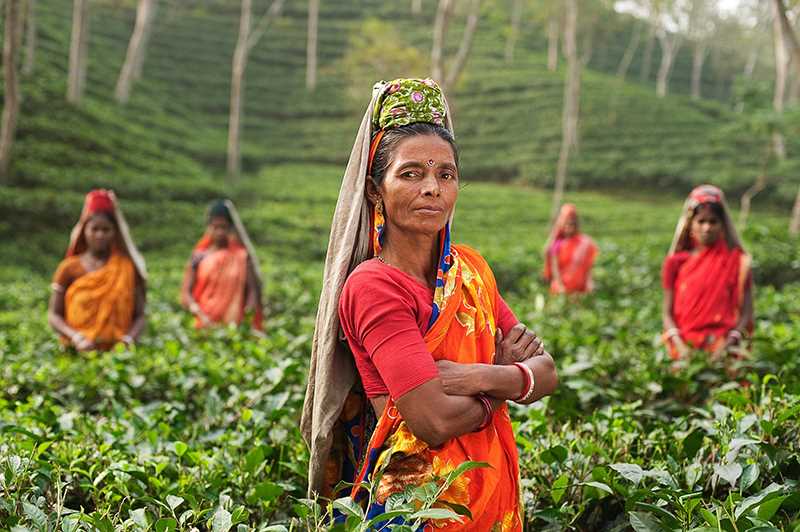 Indian woman working in an agricultural job.